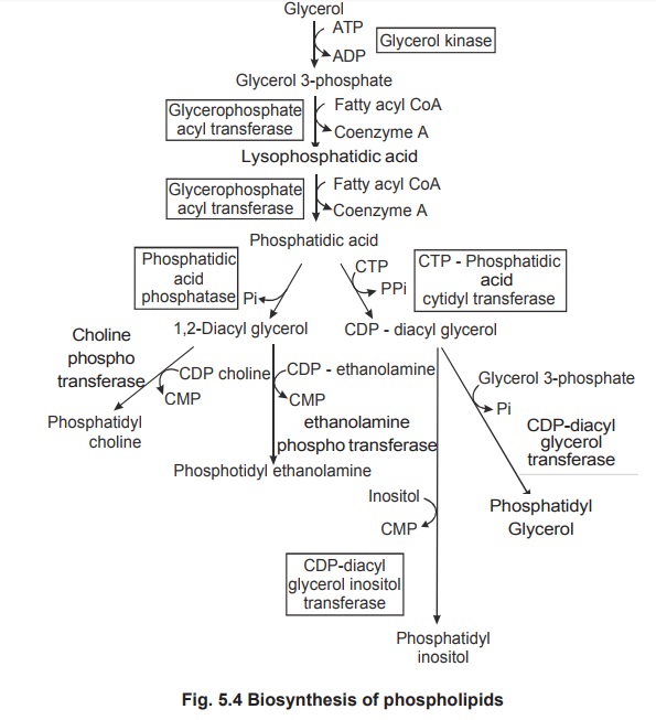 Biosynthesis of phospholipids