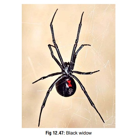 Black Widow - Venomous Arachnids