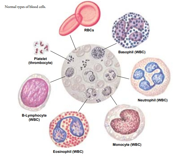 Blood Cells - Anatomic and Physiologic Overview