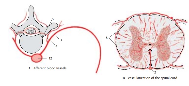 Blood Vessels of the Spinal Cord