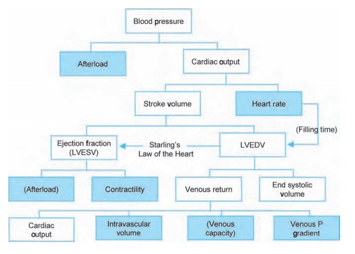 Blood pressure and its determinants