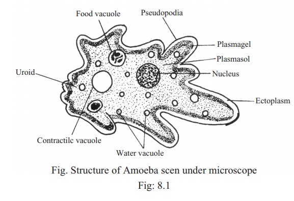 Body structure of Amoeba and its functions