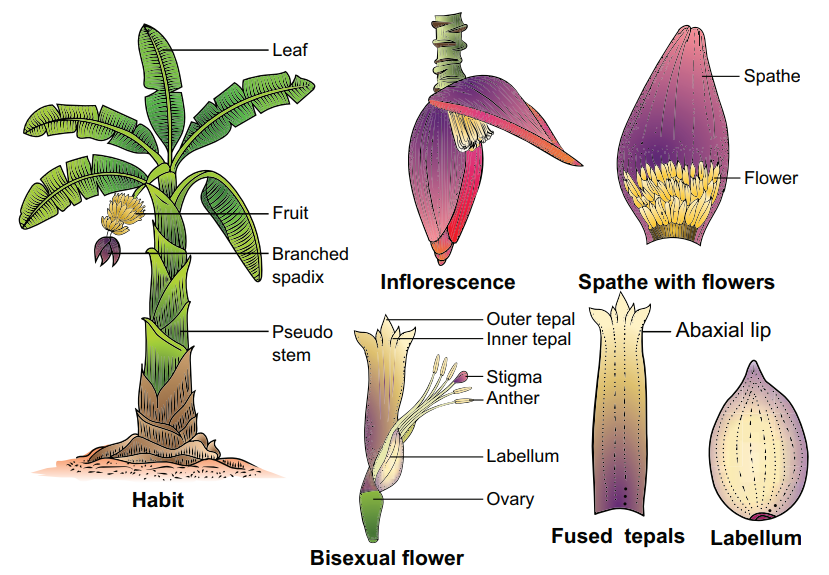 Botanical Description of Musa paradisiaca