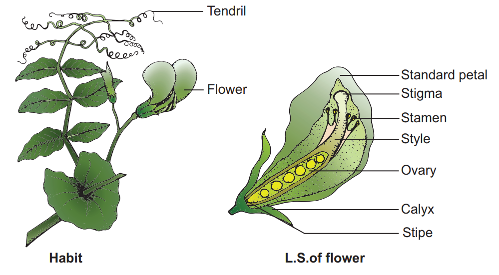 Botanical description of Pisum sativum (Pea Plant)
