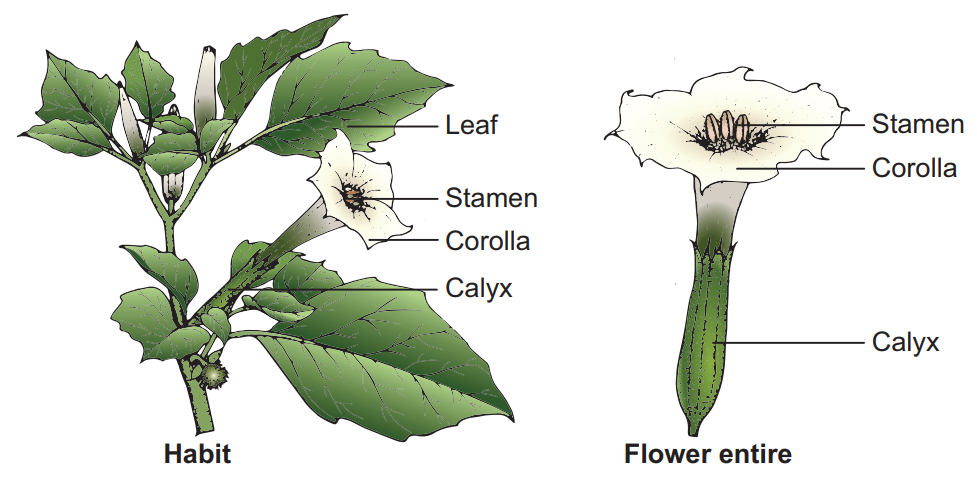 Botanical description of Datura metel