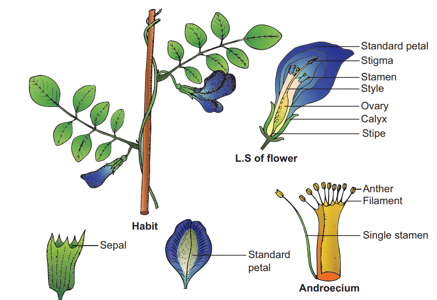 Botanical description of Clitoria ternatea (Sangu pushpam)
