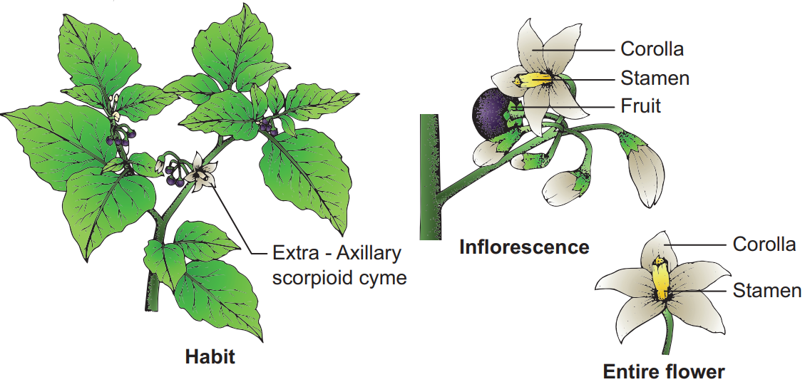 Botanical description of Solanum americanum