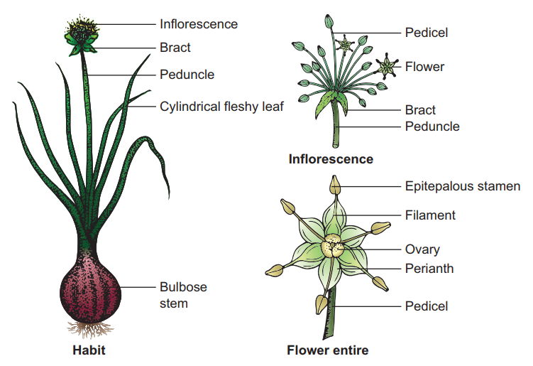 Botanical description of Allium cepa