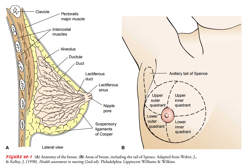 Breast - Anatomic and Physiologic Overview