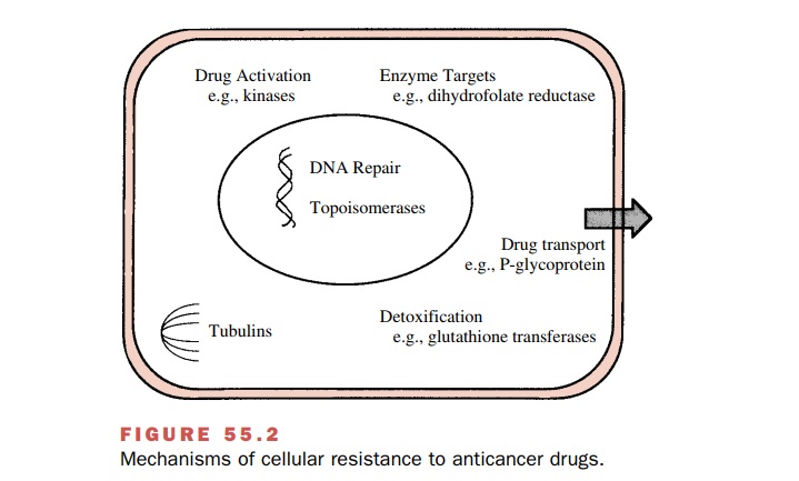 Cancer Chemotherapy: Drug Resistance