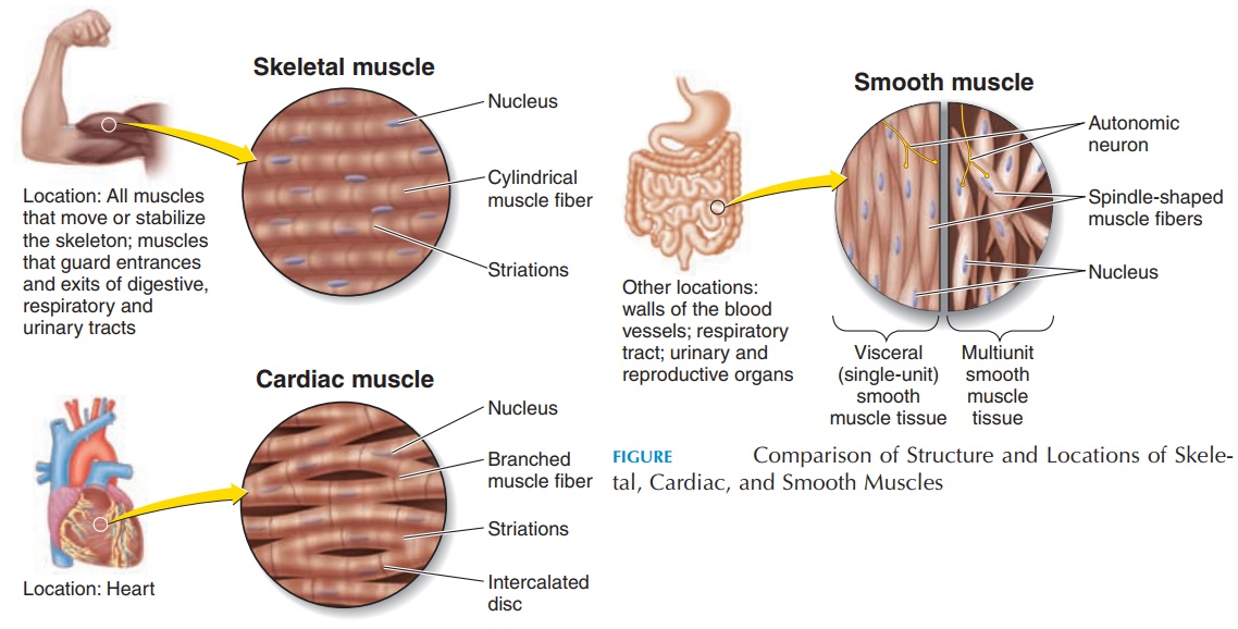 Cardiac, Smooth, and Skeletal Muscle
