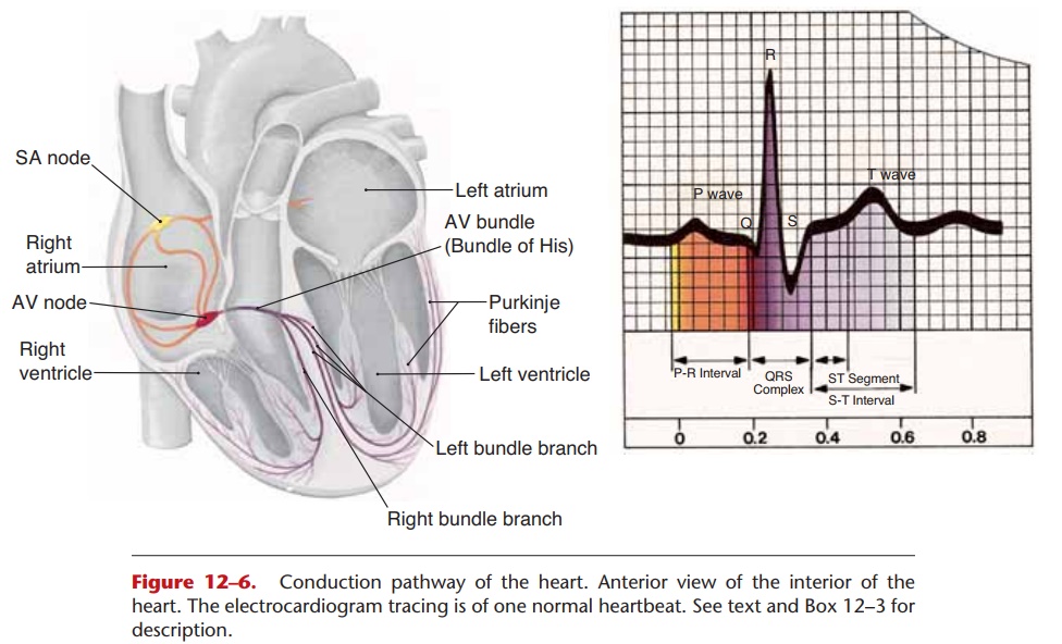 Cardiac Conduction Pathway