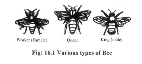 Castes(various types) of bees