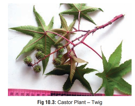 Castor - Gastric Irritant Plants