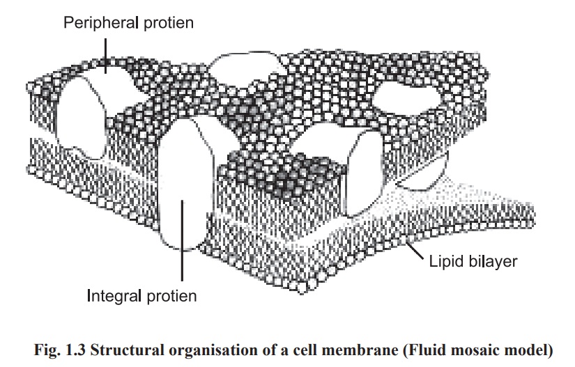 Cell Membrane and its Functions