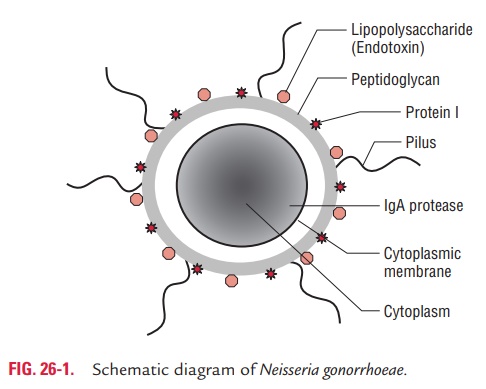 Cell Wall Components and Antigenic Properties - Neisseria gonorrhoeae