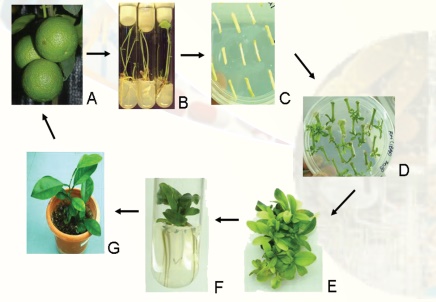 Cell and Tissue Culture Techniques