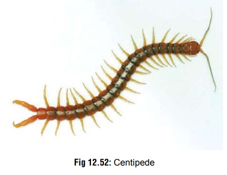 Centipedes - Venomous Creature