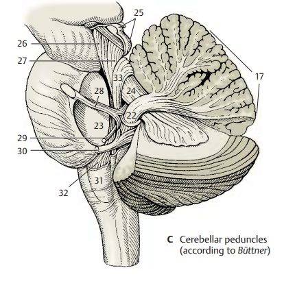 Cerebellar Peduncles and Nuclei - Structure of Cerebellum