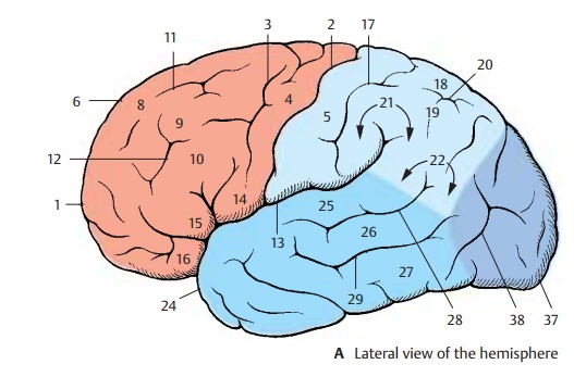 Cerebral Lobes - Telencephalon