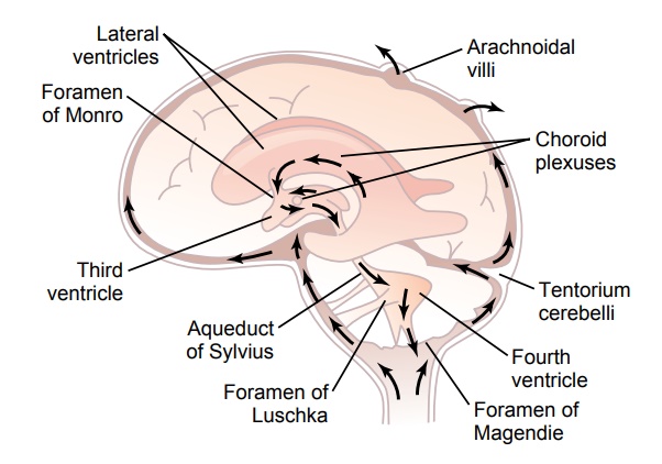 Cerebrospinal Fluid System