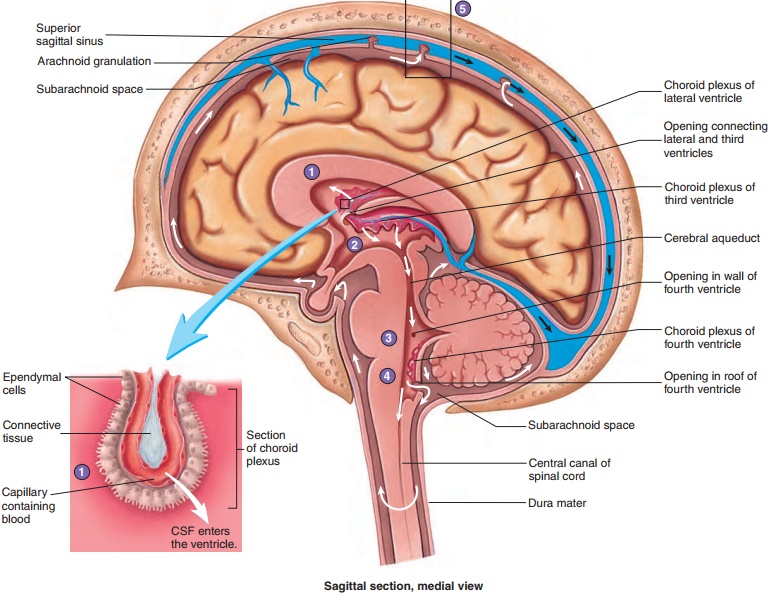Cerebrospinal fluid - Nervous System