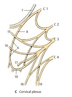 Cervical Plexus (C1 - C4) - Peripheral Nerves