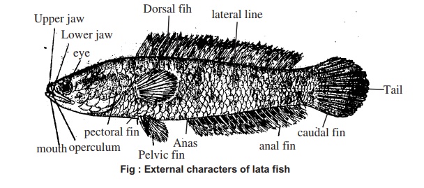 Channa punctatus (Lata/Taki Fish): External Features, Digestive System, Method of Dissection