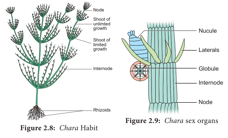 Chara - Algae