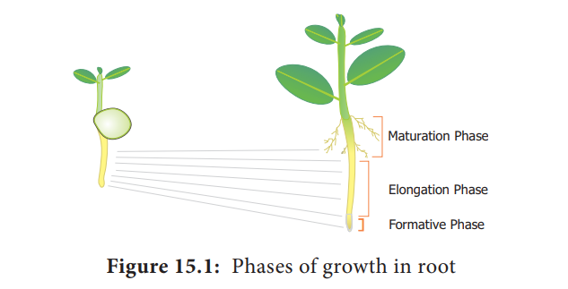 Characteristics of Plant Growth