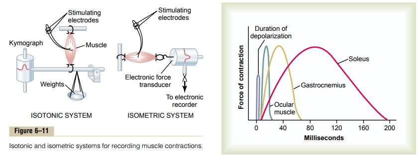 Characteristics of Whole Muscle Contraction