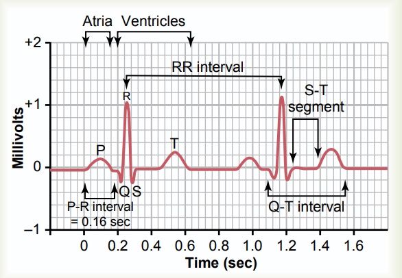 Characteristics of the Normal Electrocardiogram