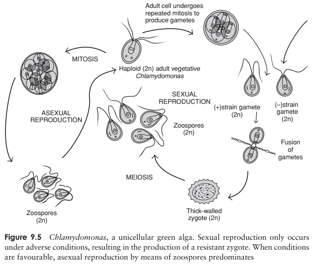 Chlorophyta - Structural characteristics of algal protists
