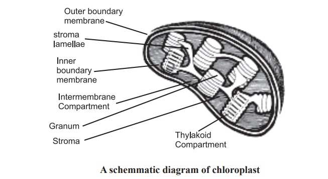 Chloroplasts and its Functions