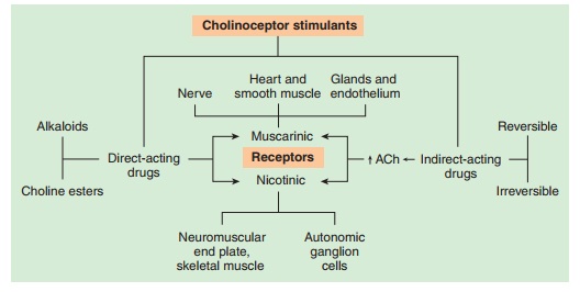 Cholinoceptor-Activating & Cholinesterase-Inhibiting Drugs