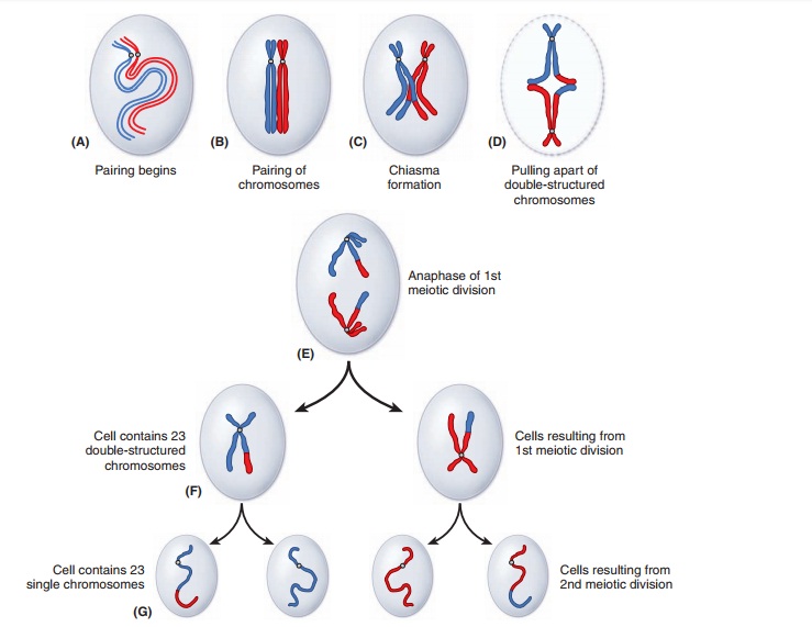 Chromosome Replication and Cell Division