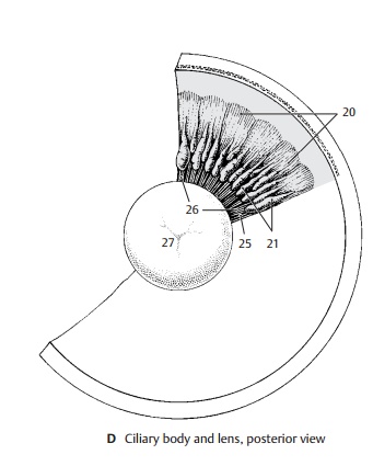 Ciliary Body - Structure of the Eye