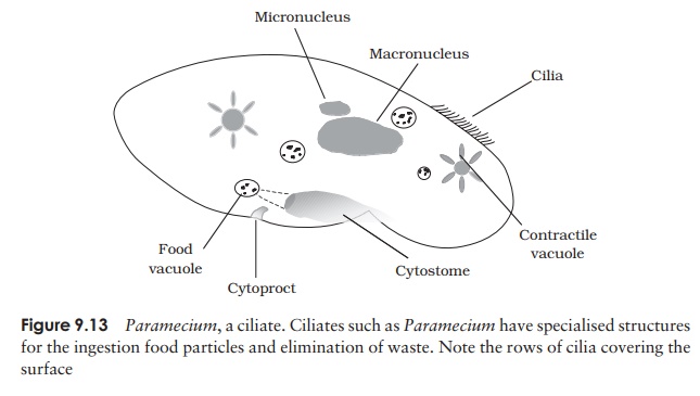 Ciliates (Ciliophora) - Protozoa