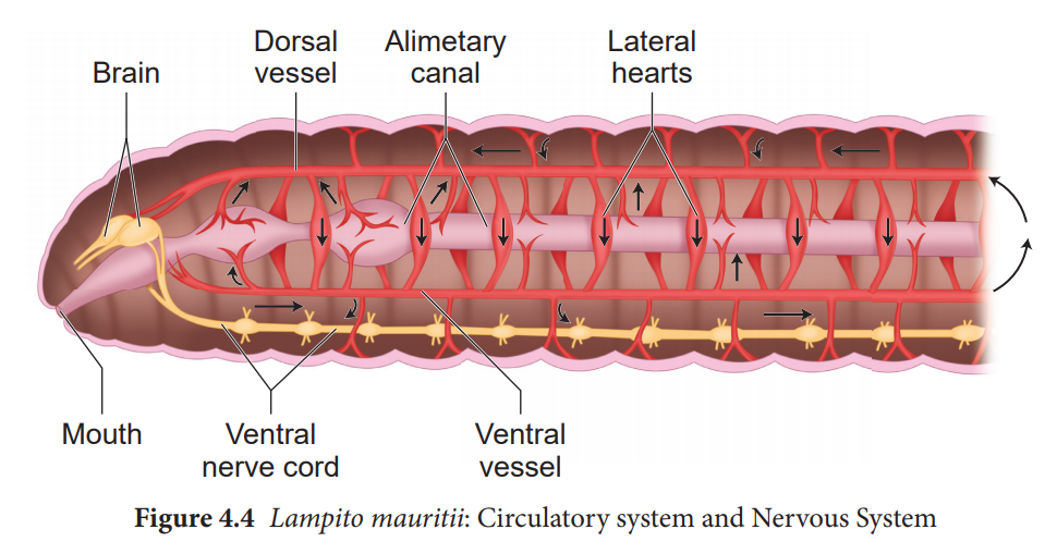 Circulatory and Nervous system of Earthworm (Lampito mauritii) Anatomy