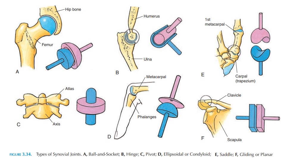 Classification of Synovial Joints