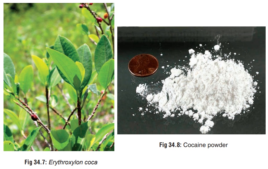 Cocaine - Substances of Dependence and Abuse