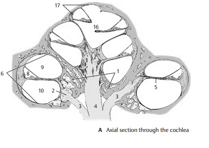 Cochlea - Structure of The Ear