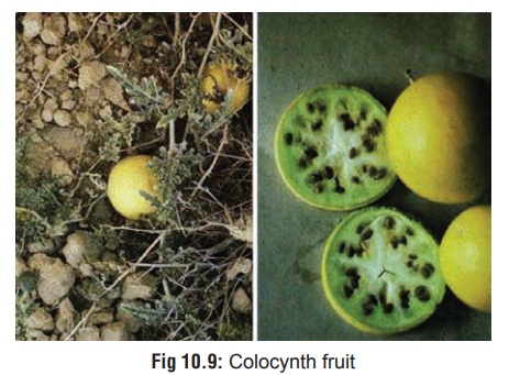 Colocynth(Citrullus colocynthis) - Gastric Irritant Plants