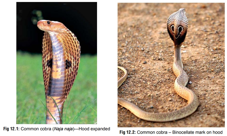 Common Cobra - Organic Poisons (Toxins)