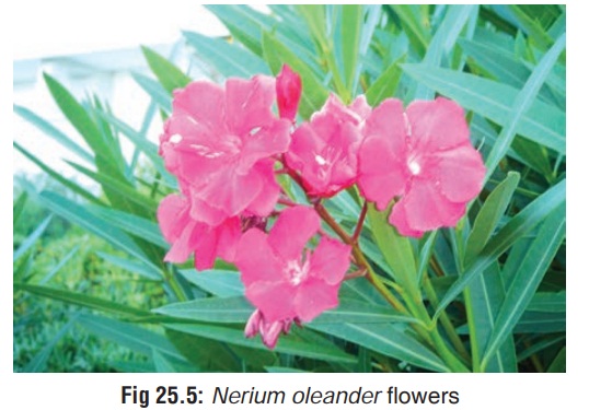 Common Oleander - Cardiotoxic Plant