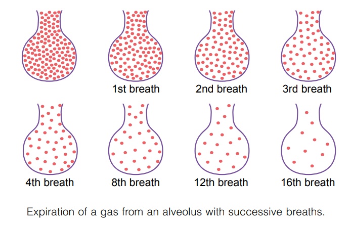 Composition of Alveolar Air - Its Relation to Atmospheric Air