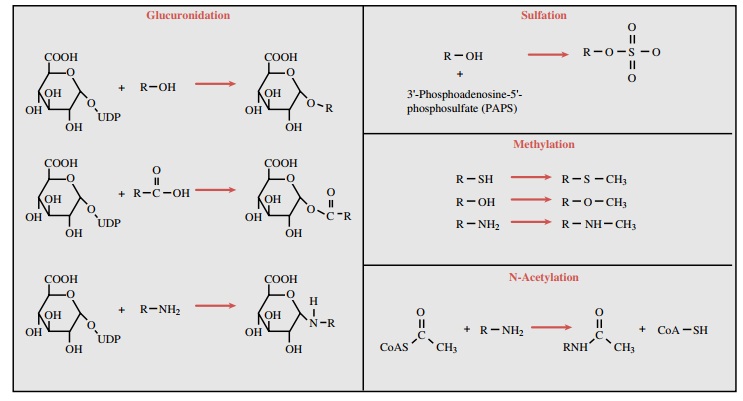 Conjugative Enzymes: Phase II Reactions