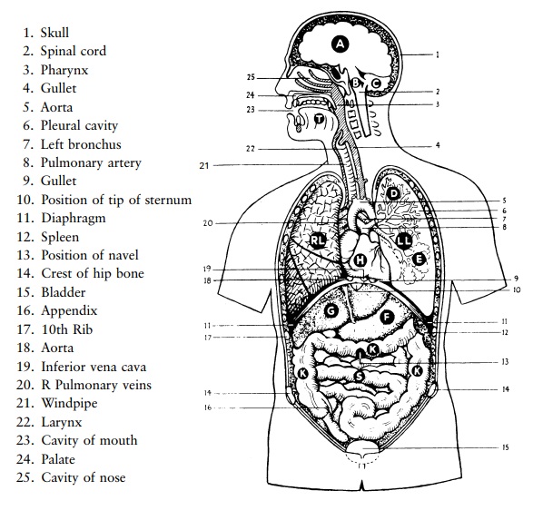 Contents of the cavities of the chest and abdomen