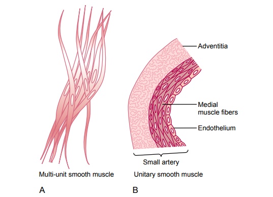 Contraction of Smooth Muscle