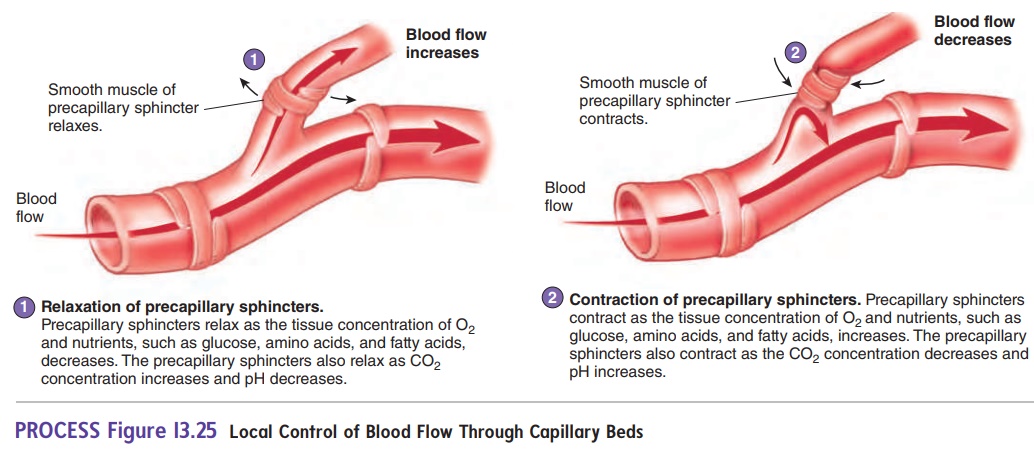 Control of Blood Flow in Tissues